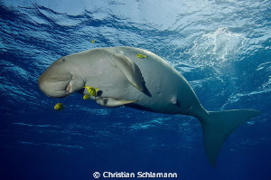 dugong in the red sea was playing with us and the cam. by Christian Schlamann 